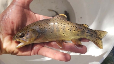 Image of a hand holding an Apache Trout