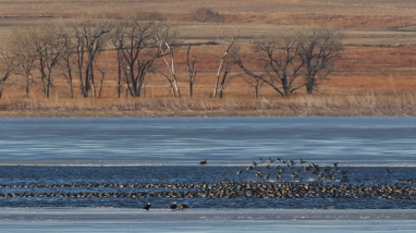 Waterfowl taking flight from frozen Kirwin Reservoir