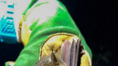 a biologist wearing cowhide gloves holding a mexican long-nosed bat.