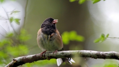 Dark-eyed junco perched on a branch