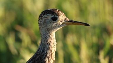 Upland sandpiper