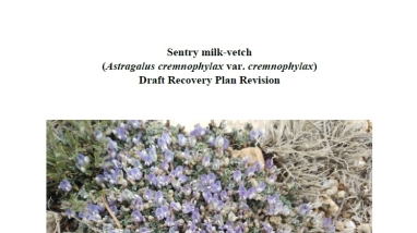 Cover of the revised recovery plan draft for the endangered plant, sentry milk-vetch