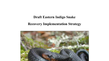 Draft EIS Recovery Implementation Strategy