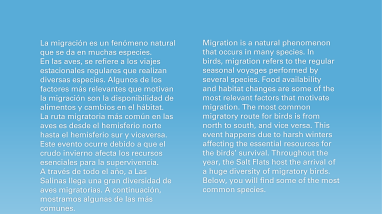 Bird Migration to the Cabo Rojo Salt Flats (Eng/Spa)
