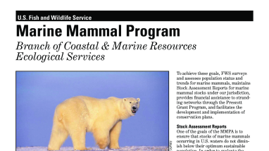 Marine Mammal Program Fact Sheet 2024