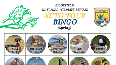 Bird Bingo - Species (Spring)