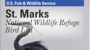 Bird List for St. Marks NWR