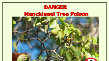 Poisonous Manchineel Tree: History and Facts (Eng/Spa)
