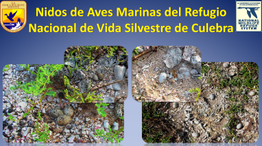Nests of Seabirds Present in Culebra NWR (Spa)