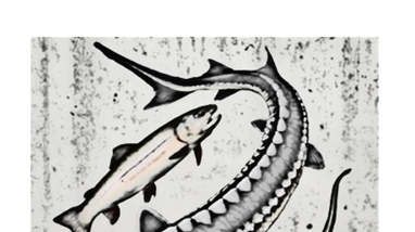 Passage Guidelines for Select Native Fishes of the Pacific Northwest