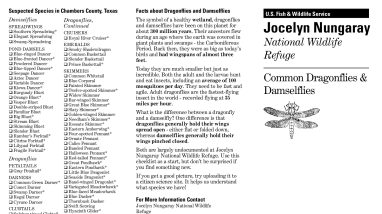 Jocelyn Nungaray National Wildlife Refuge Dragonfly Damselfly Checklist