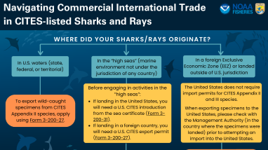 CITES-listed Sharks and Rays Flowchart for the Commercial International Trade