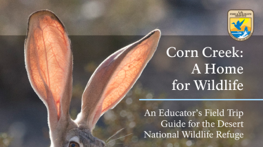 Desert NWR - Corn Creek Teacher's Guide (508)