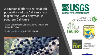 2025 Spring Tribal Coordination Meeting - California red legged frog reintroduction