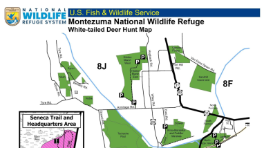White-tailed Deer Hunt Regulations 2025 Montezuma NWR