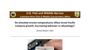 Do elevated stream temperatures affect larval Pacific Lamprey growth, burrowing behavior or physiology? Annual Report: 2021