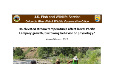 Do elevated stream temperatures affect larval Pacific Lamprey growth, burrowing behavior or physiology?