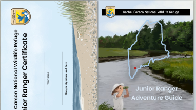 Rachel Carson National Wildlife Refuge Junior Ranger Program