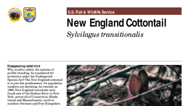 New England Cottontail Fact Sheet FWS