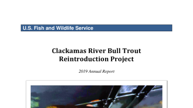 Clackamas River Bull Trout Reintroduction Project 2019 Annual Report