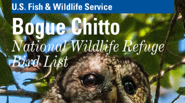 Bird list Bogue Chitto NWR 