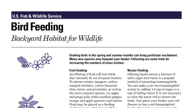 BirdFeed.pdf