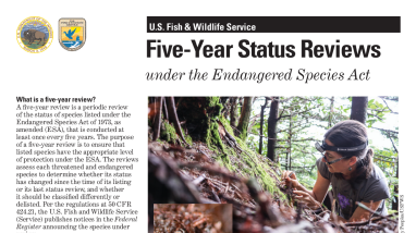 Five-Year Status Reviews under the Endangered Species Act