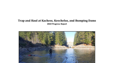 Trap and Haul at Kachess, Keechelus, and Bumping Dams: 2019 Progress Report