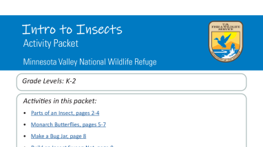 Intro to Insects Distance Learning Packet (grades K-2)