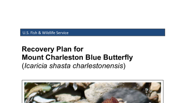 Mount Charleston blue butterfly Recovery Plan