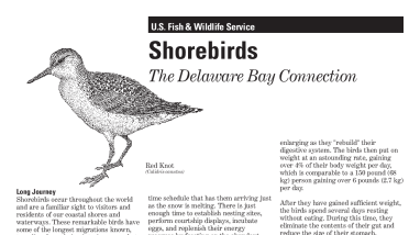 Shorebirds.pdf