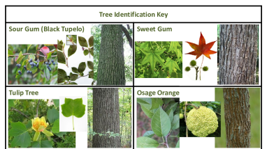 Tree_ID_Key.pdf