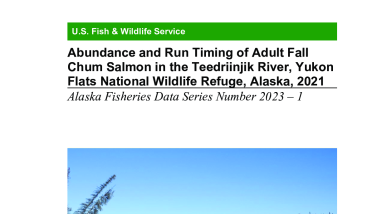 Abundance and Run Timing of Adult Fall Chum Salmon in the Teedriinjik River, Yukon Flats National Wildlife Refuge, Alaska, 2021