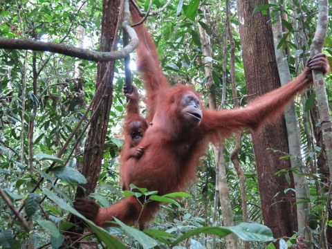 An orangish red monkey swinging between branches with a baby holding on at the waist