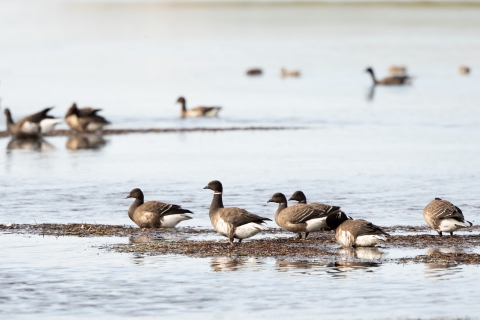 geese in shallow water