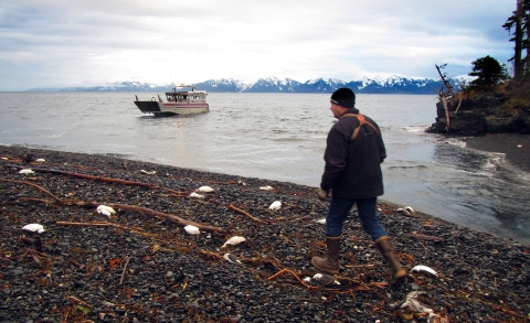 dead white bellied birds on a beach with a man walking and a boat in the background