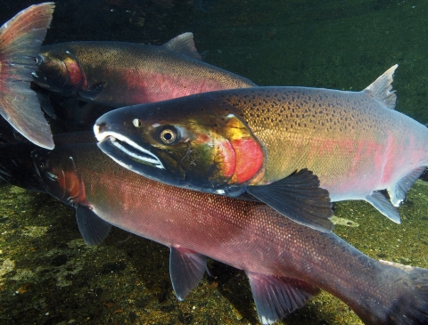 Adult Coho Salmon in the Quilcene National Fish Hatchery holding pond.