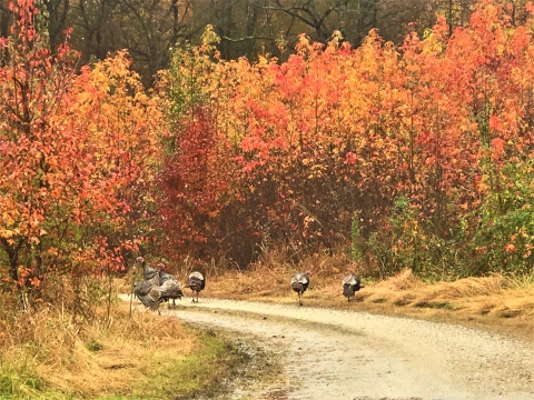 A photo of six turkeys from behind; the turkeys are walking down a dirt road with colorful foliage on either side.