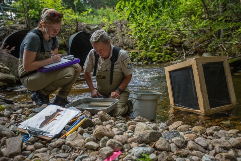 People crouch in a stream bed sampling fish.