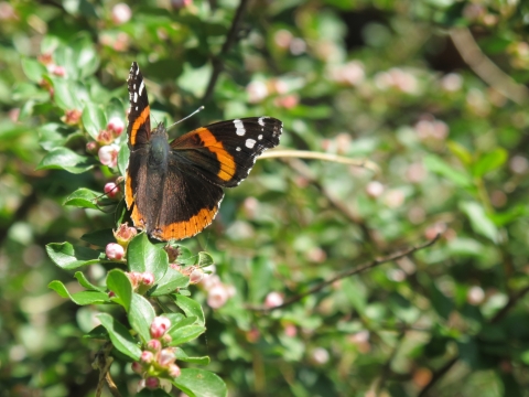 A red admiral butterfly perched on a shrub with yet to bloom flower buds.