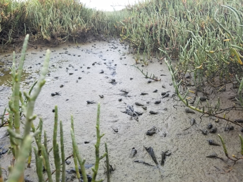 Light-footed Ridgeway's Rails tracks in the muddy marsh. 