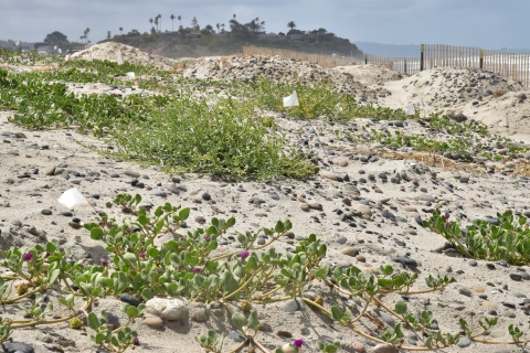 Sandy dunes with lush green vegetation. 