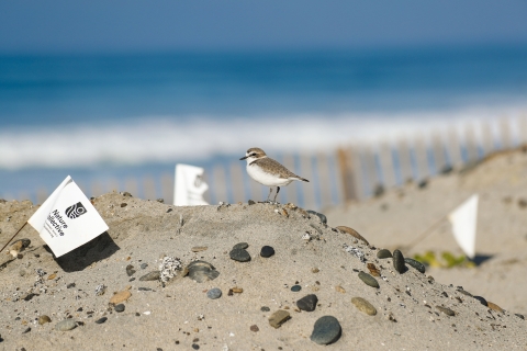 Snowy Plover sitting on top of a sand dune that has several white flags. Blue ocean waves are blurred in the background. 