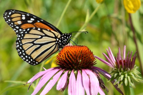 A monarch butterfly on a purple coneflower