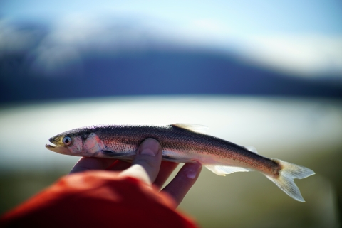 fish in a hand with mountains in the background