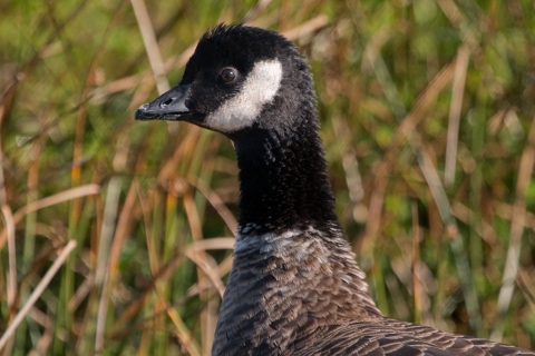 A small white-cheeked goose surrounded by tall grasses
