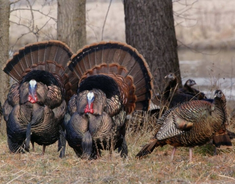 Two tom turkeys, with tail feathers spread, vie for hens’ attention at Crab Orchard National Wildlife Refuge in Illinois. 