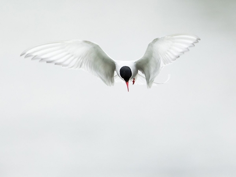 A brilliant white bird with a black head and yellow beak soaring in midair