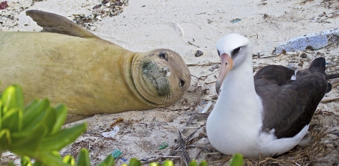 A yellow-ish tan seal and a white-and-black seabird resting side by side on a sandy beach