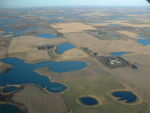 Prairie Pothole Wetlands